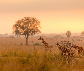 Сафари-квартет в четырёх национальных парках Уганды