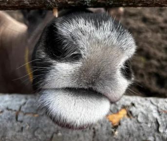 Мартовская симфония в Карелии