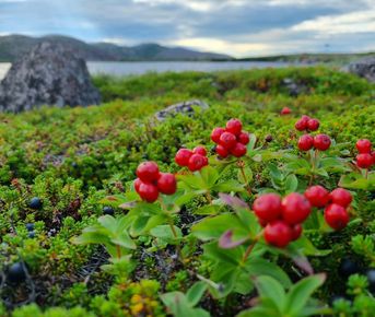 Териберка, киты и Хибины на Кольском за 4 дня