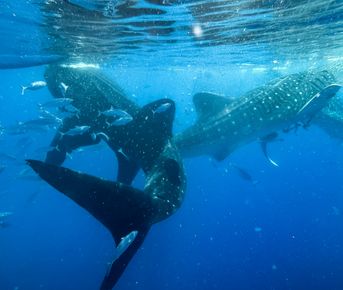 Филиппины Себу и Бохоль