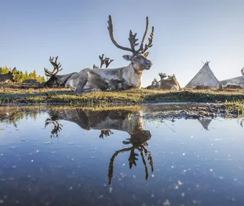 Тур-Экспедиция в Монголию к оленеводам