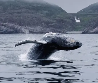 В поисках Китов и Северного сияния: загадочная Териберка