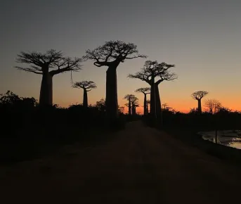 Мадагаскар - страна лемуров и баобабов