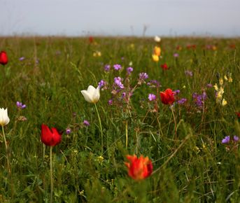 Два степных заповедника и уникальная Калмыкия