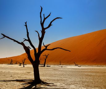 Загадочная Намибия. Жизнь в песках