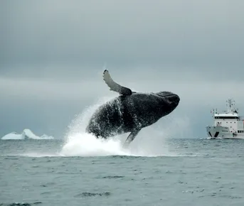 Киты. Поиск морских гигантов и невероятная Териберка