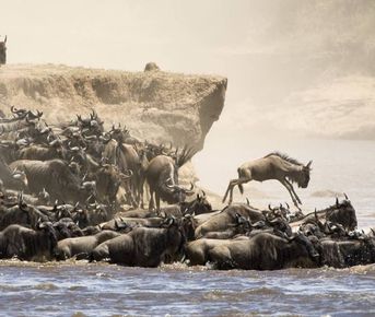 Великая миграция животных в Кении