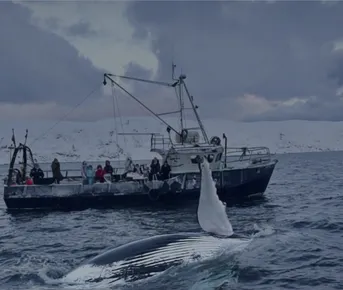 Морское приключение : в поисках морских жителей