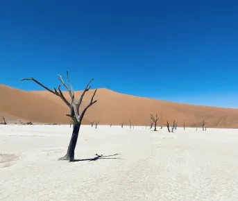 Идеальный тур по Намибии: пустыни, океан, животные