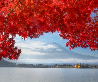 Красные клены в стране самураев
