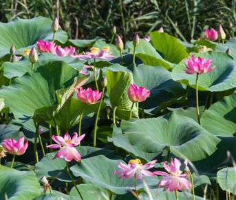Экскурсионный тур: Астрахань, лотосы и озеро Баскунчак