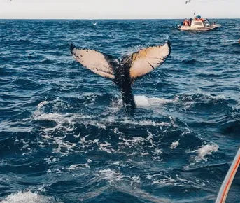 Териберка за 1 день: посёлок, китовое сафари и дегустация морепродуктов