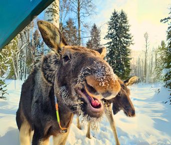 День в Костроме. Обзорная экскурсия, лосеферма, музей Сыра.