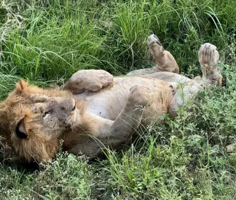 Уганда и Руанда - зеленое сердце Африки с уникальными животными и природой