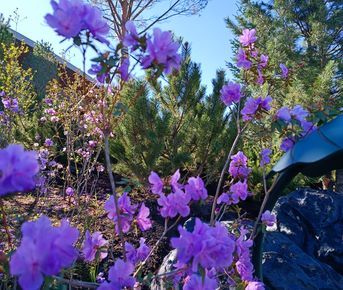 Цветение маральника