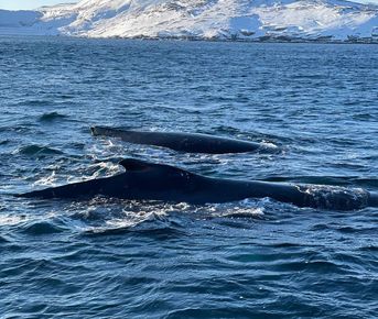 Тур к китам в Териберку