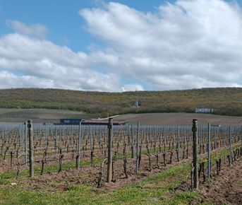 Путешествие от гаражных вин к премиальным