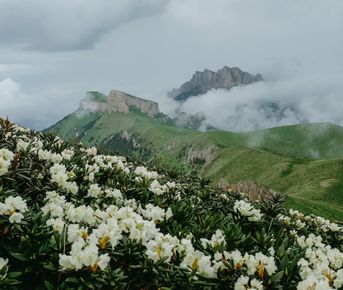 Кавказ. Поход в природный парк Большой Тхач на цветение рододендронов