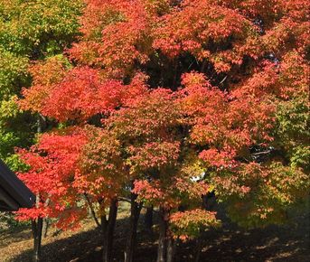 Осеннее путешествие Императора. Красные клены Сеула