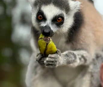 Экспедиция в тропические леса Восточного Мадагаскара