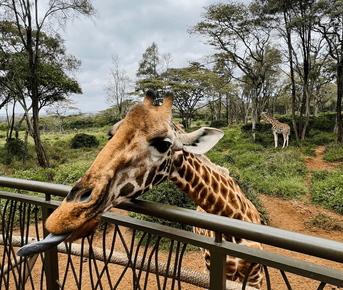 Кения: сафари, комфортные лоджи и новые эмоции