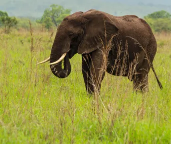 Новый 2026 год на Занзибаре и 2 дня Сафари в Танзании