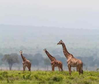 Новогодний Занзибар и Сафари- 1 день в материковой Танзании