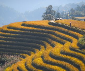 Гуанчжоу — Яншо — Синпин — Дажай — Фэнхуан — Чжанцзяцзе