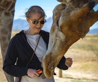 Великая Миграция В Кении 2026