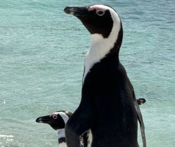 Большая Экспедиция В 4 Страны Африки