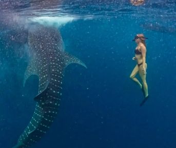 Сноркелинг с китовыми акулами