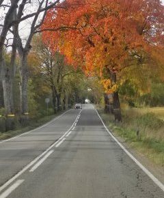 Калининград- любовь моя!