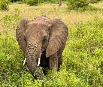 Большой тур в Кению и Юар: миграция китов + сафари