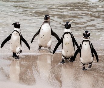 Новый год в Юар: пингвины, вино и сафари в Крюгер-парке