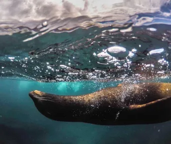 Гранд-Эквадор за 20 дней: Амазония, Анды и Галапагосы (индивидуально)