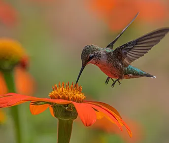 Путешествие Эквадор и Галапагосы за 15 дней (индивидуально)