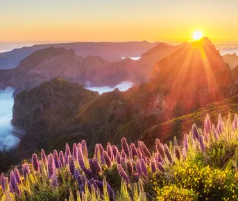Цветущая Мадейра с авиаперелетом из Москвы