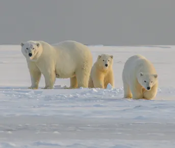 Северный полюс на единственном в мире ледоколе класса люкс Le Commandant Charcot