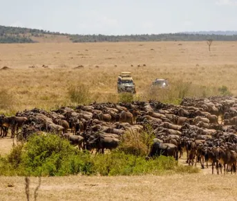 Кения за 8 дней: Великая миграция диких животных (индивидуально)