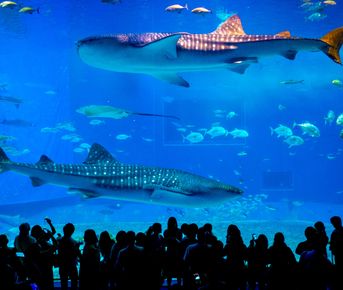 Океанариум Тюрауми и Ocean Expo Park. Откройте мир природы и культуру Окинавы!