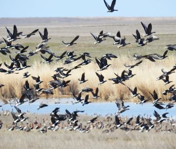 Уникальная фауна степей Калмыкии: птицы и сайгаки
