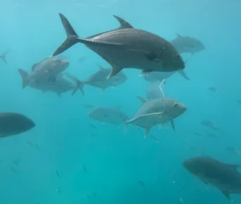 Индивидуальный тур в Австралию и Новую Зеландию