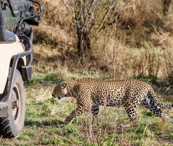 Сафари-экспресс в Кении за 4 дня (индивидуально)