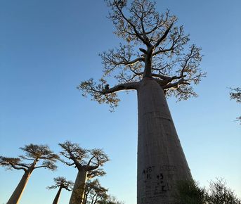 Мадагаскар: погружение в затерянный мир