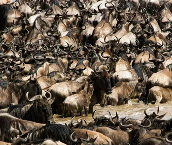 Сафари в Кении за 5 дней. Великая миграция в Масаи-Мара (индивидуально)