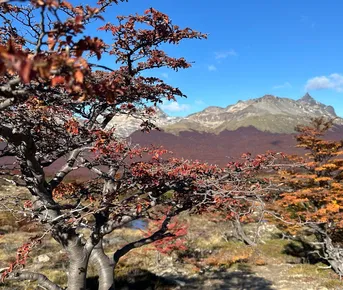 Активный арт-тур Осень в Патагонии+Игуасу ( Аргентина,Чили,Бразилия)