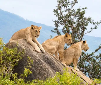 Сафари-тур в Кении за 7 дней. Найваша - Амбосели - Цаво Вест (индивидуально)