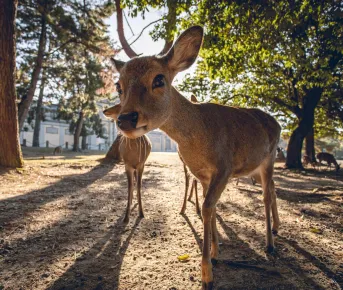 Японская Одиссея // Cheap