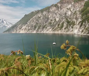 Косатки и медведи