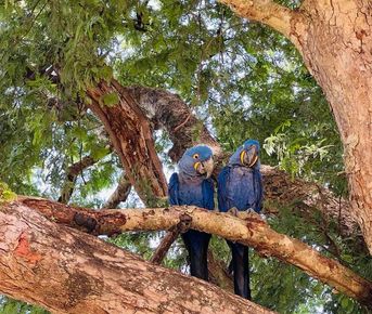 Бразилия: Рио, Пантанал, Бонито, Игуасу